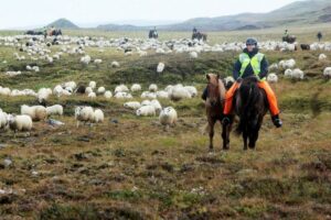 Réttir Iceland Sheep