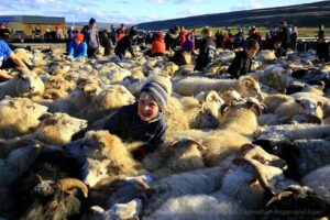 Réttir Iceland Sheep